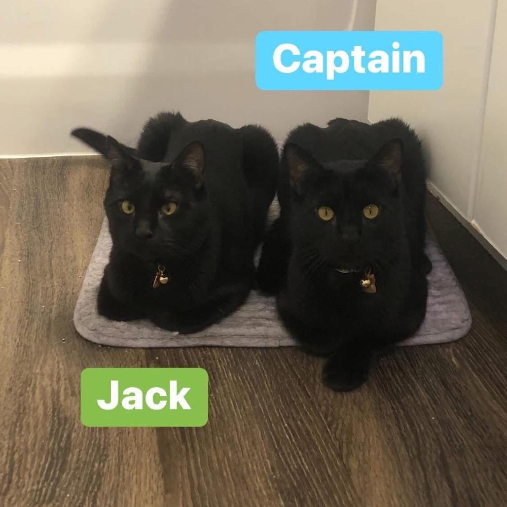 Captain, a Adoptable Domestic Short Hair in Phoenix, AZ image 5/5