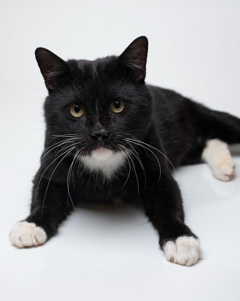 Boos, Adoptable, Adult Male Domestic Short Hair.
