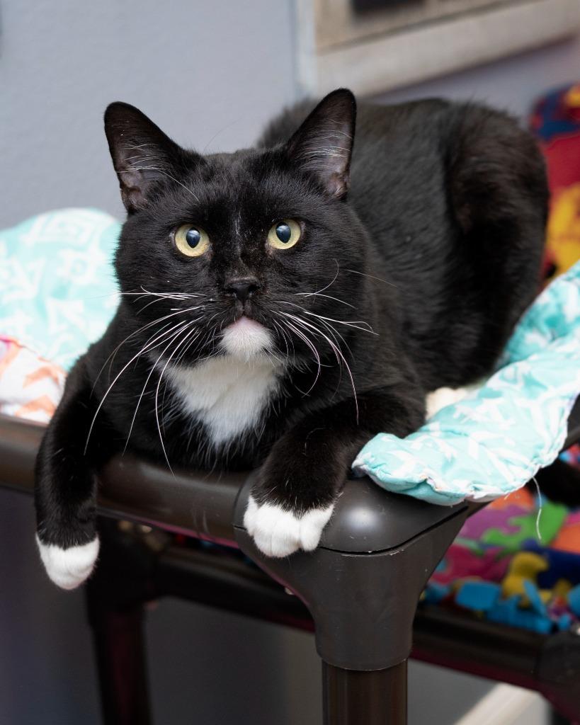 Enlarge Boos, a Adoptable mixed breed in Boone, IA image 2/2