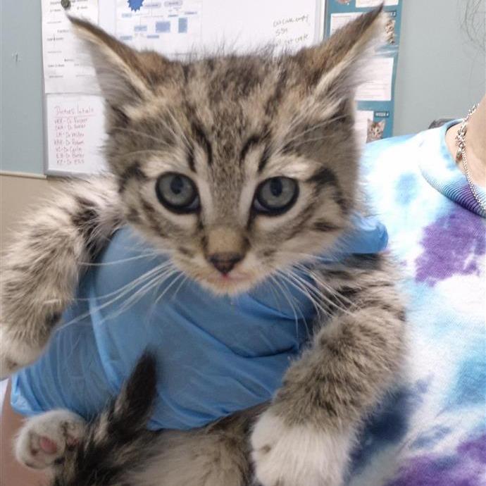 Enlarge Aang, a Adoptable Domestic Short Hair in Tacoma, WA image 1/1