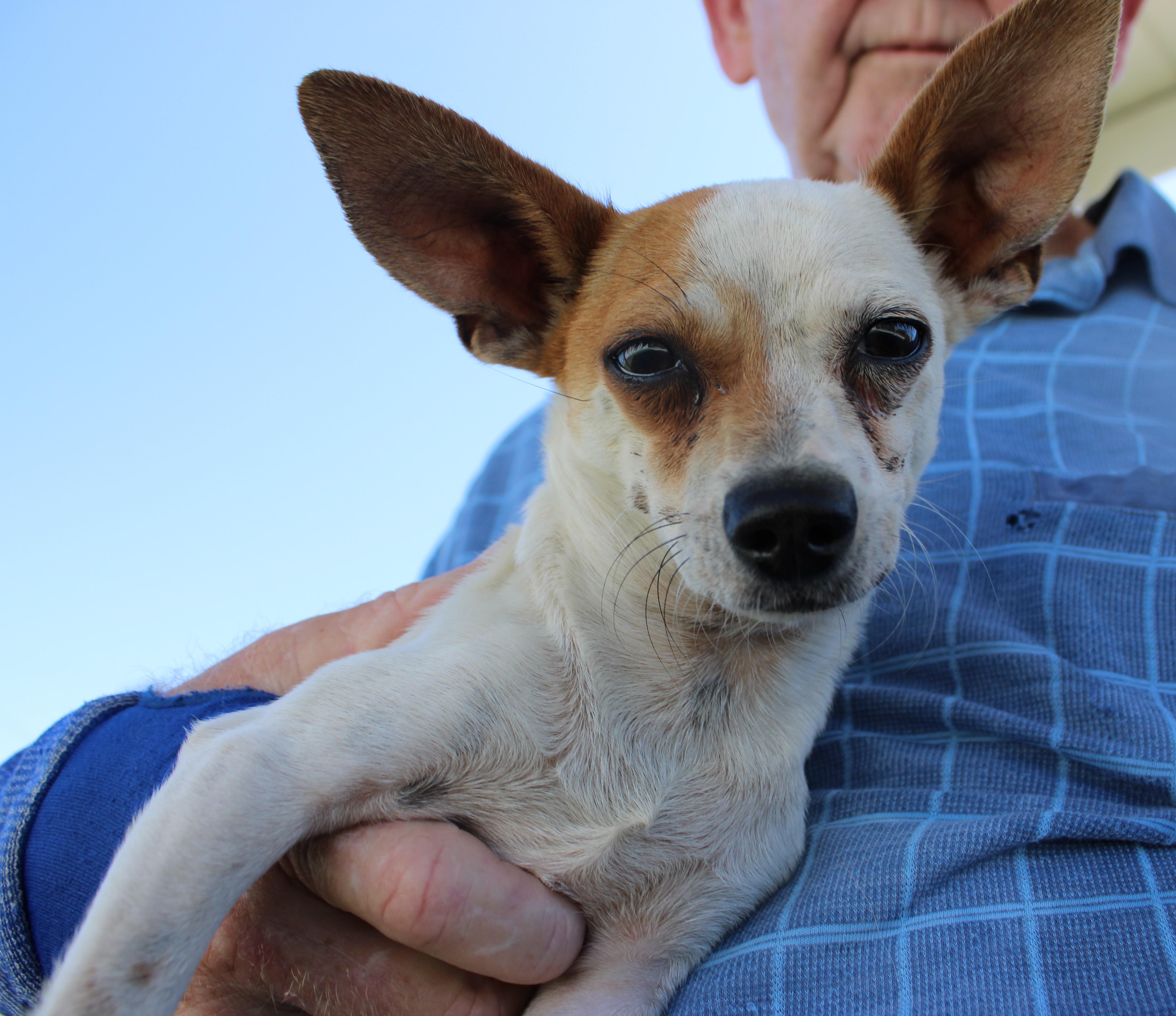Enlarge GUAPO ( AVAILABLE 7/22/26), a ADOPTABLE mixed breed in Wasco, CA image 5/6