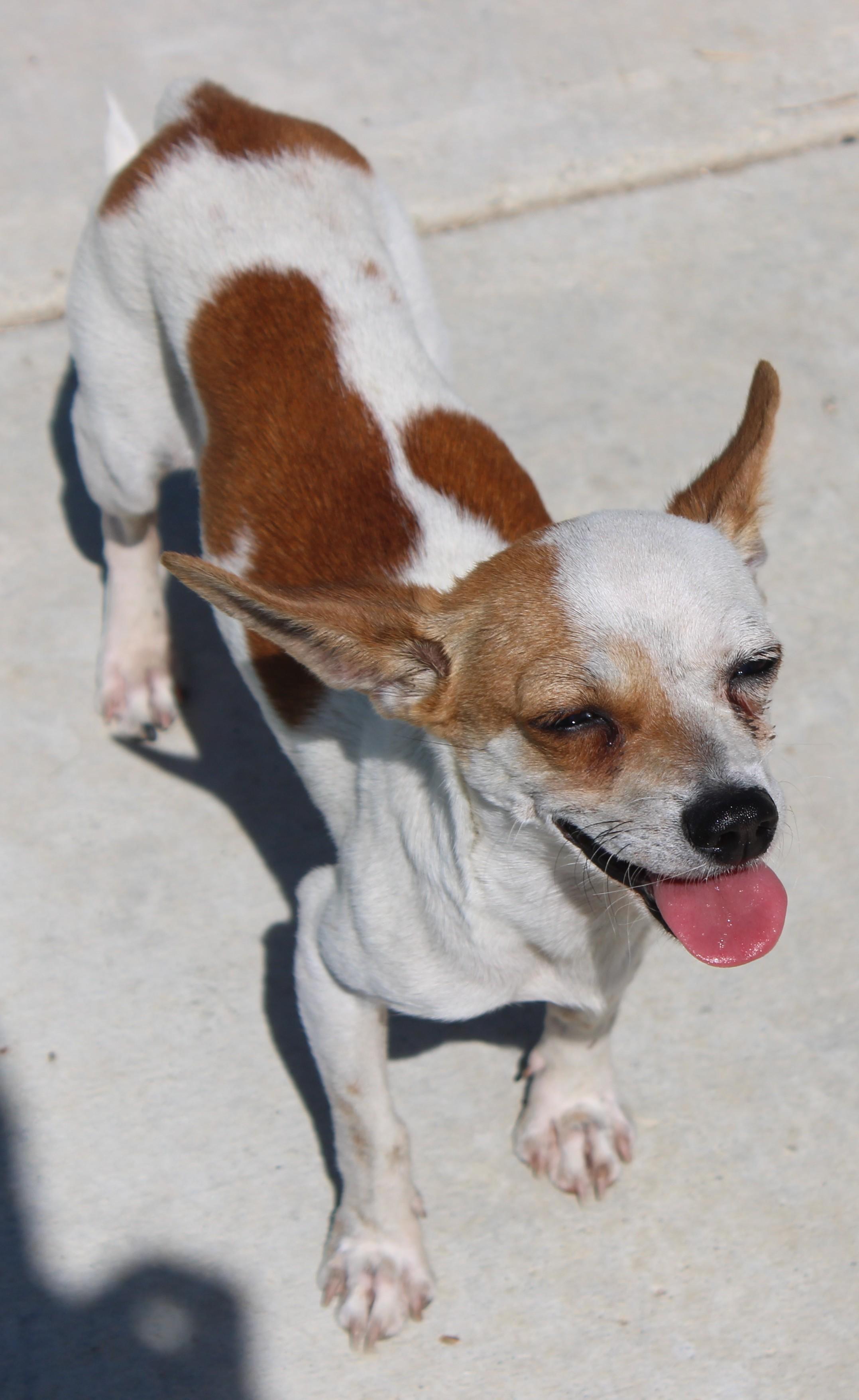 Enlarge GUAPO ( AVAILABLE 7/22/26), a ADOPTABLE mixed breed in Wasco, CA image 2/6