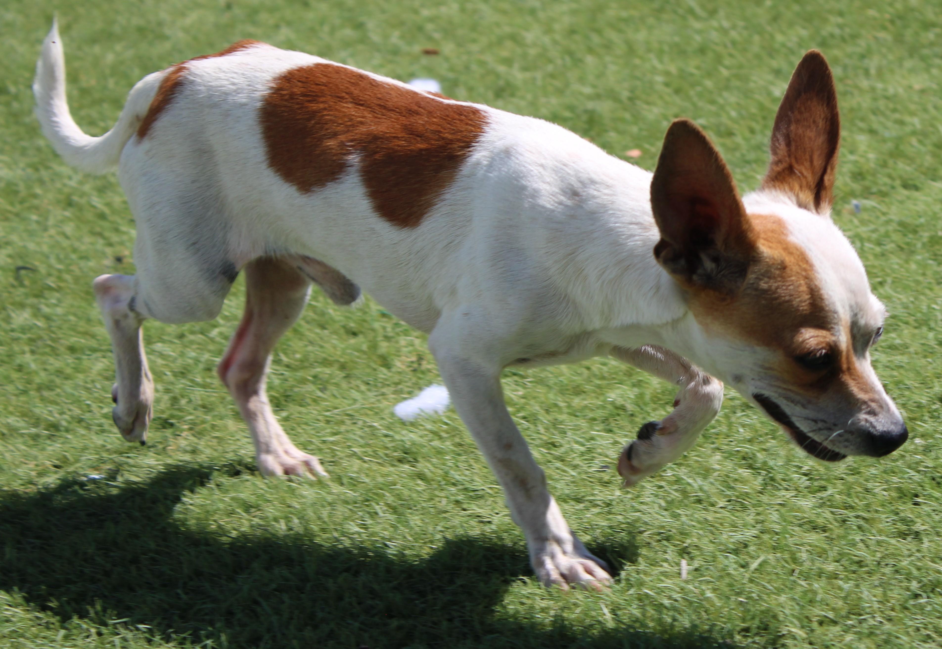 Enlarge GUAPO ( AVAILABLE 7/22/26), a ADOPTABLE mixed breed in Wasco, CA image 4/6