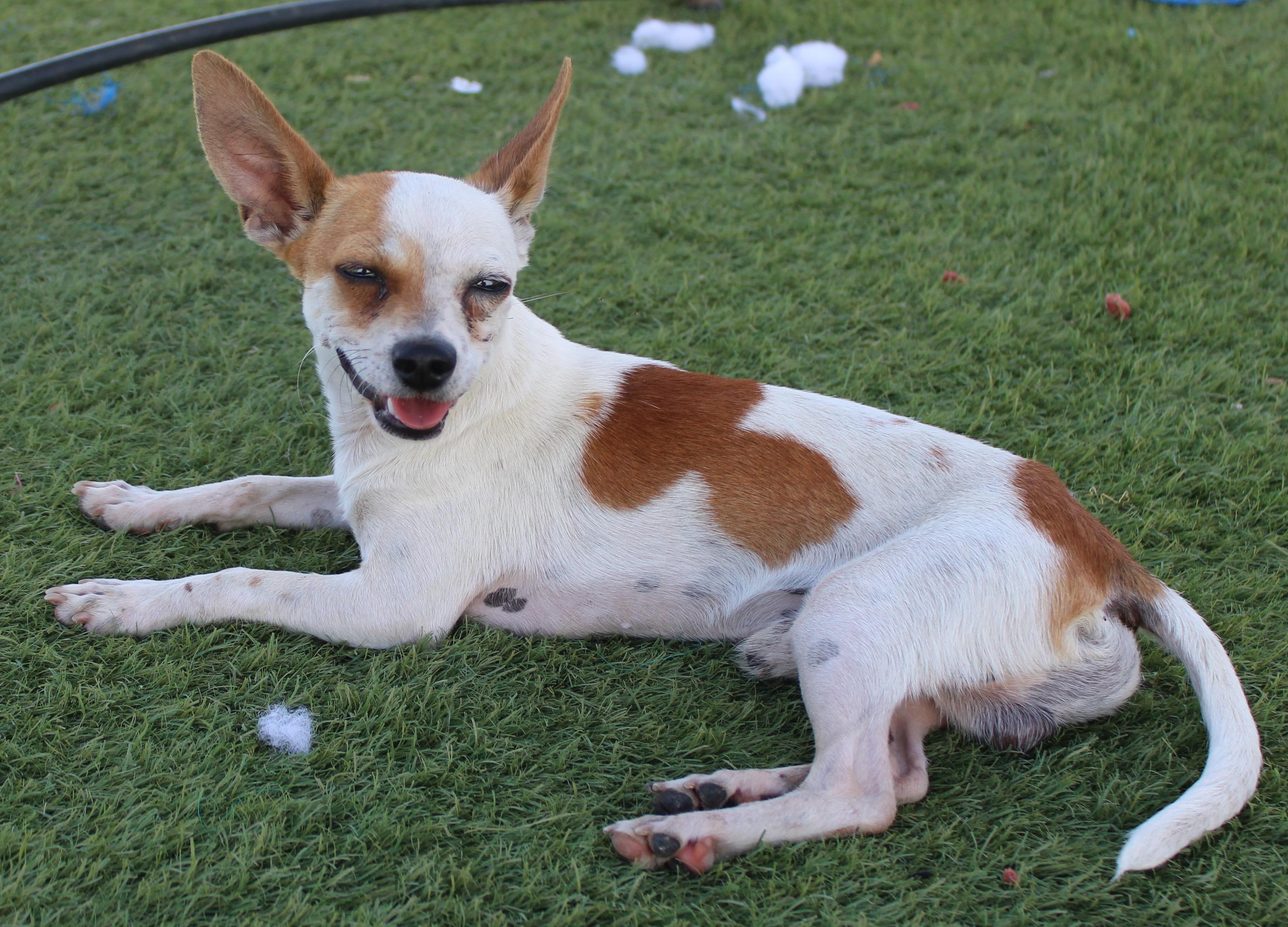 Enlarge GUAPO ( AVAILABLE 7/22/26), a ADOPTABLE mixed breed in Wasco, CA image 1/6