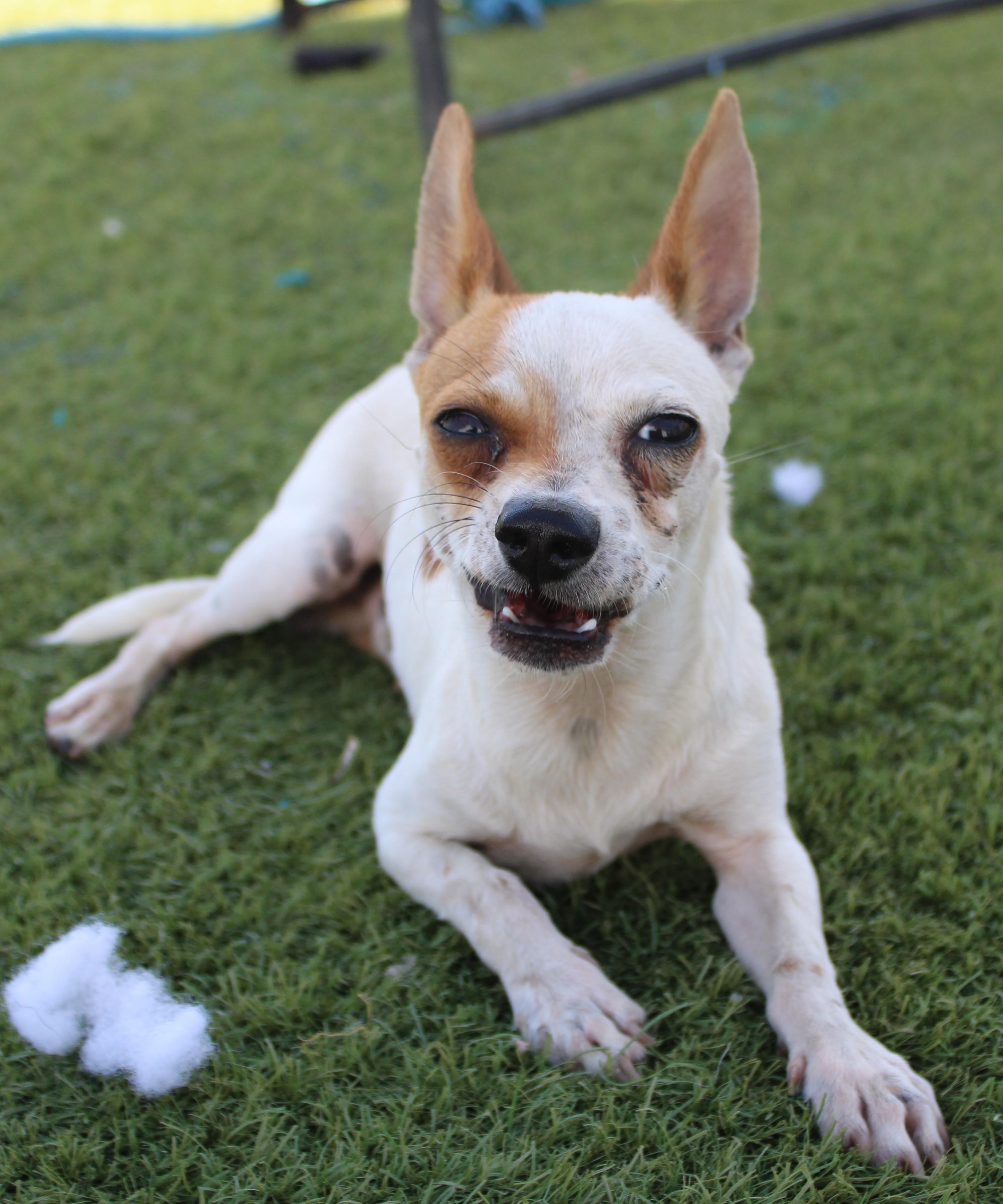 Enlarge GUAPO ( AVAILABLE 7/22/26), a ADOPTABLE mixed breed in Wasco, CA image 3/6