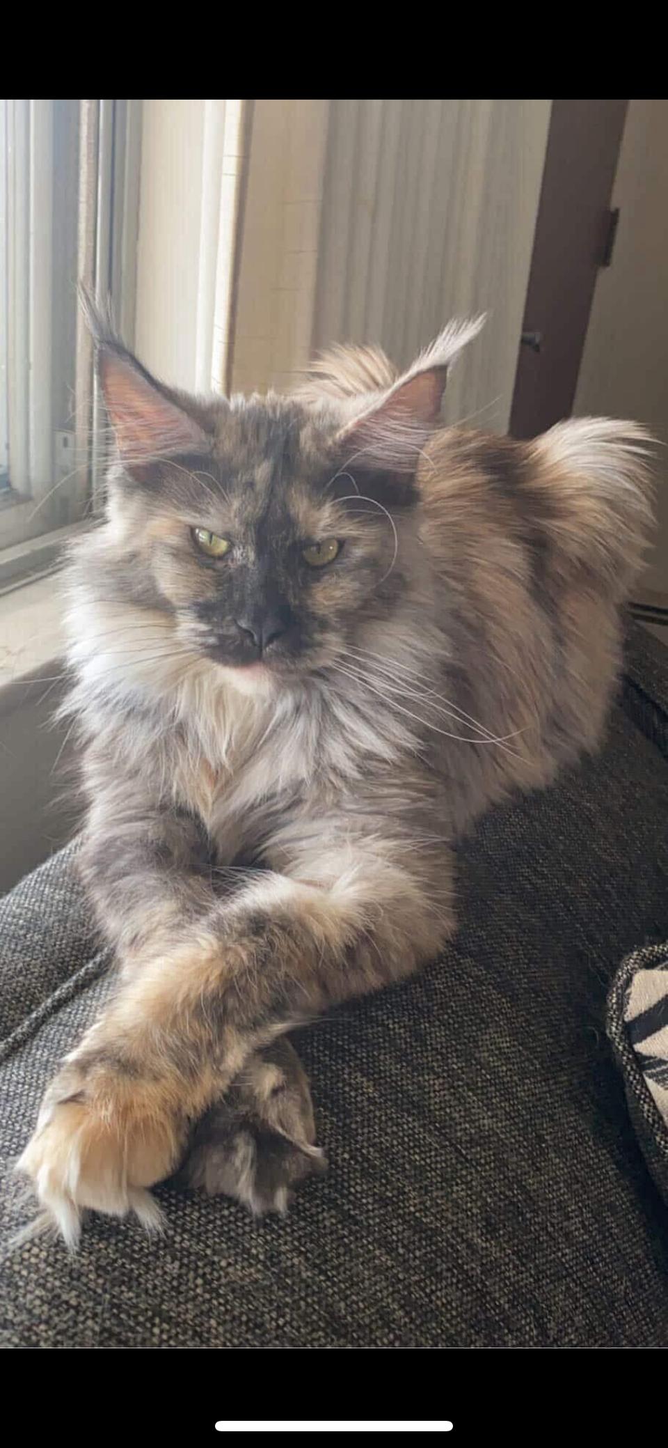 Doja, Adopted, Adult Female Maine Coon.
