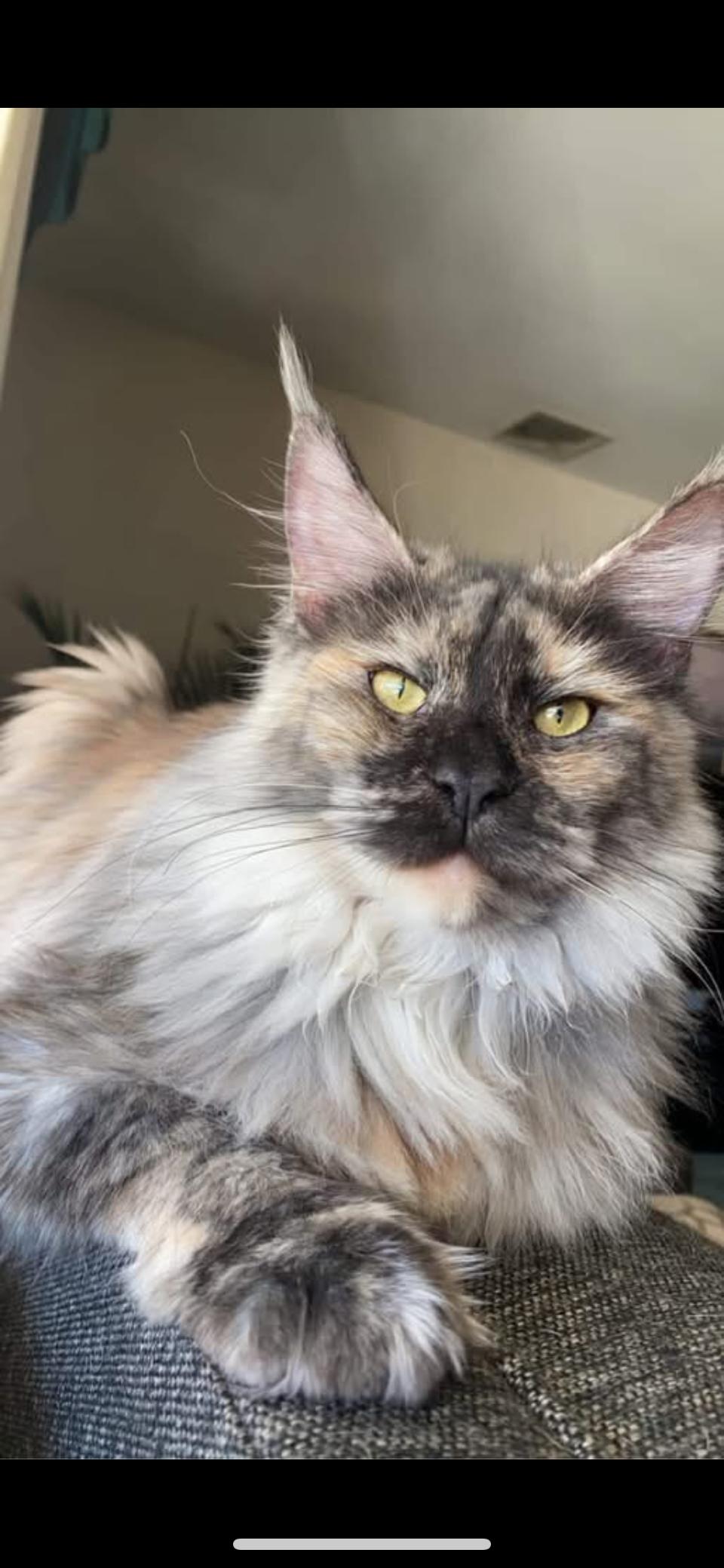 Enlarge Doja, a Adopted Maine Coon in Absecon, NJ image 3/3