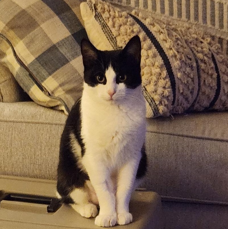 AMELIA, a Adoptable Tuxedo in Granby, CT image 3/3