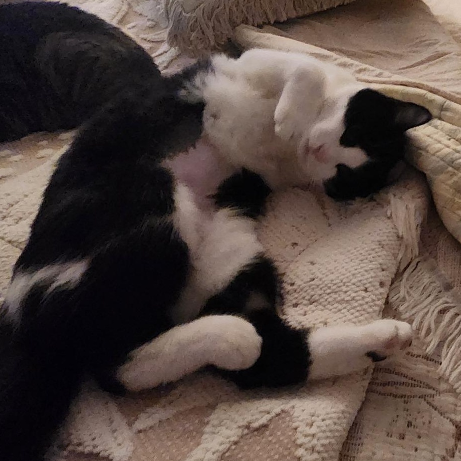 AMELIA, Adoptable, Young Female Tuxedo.