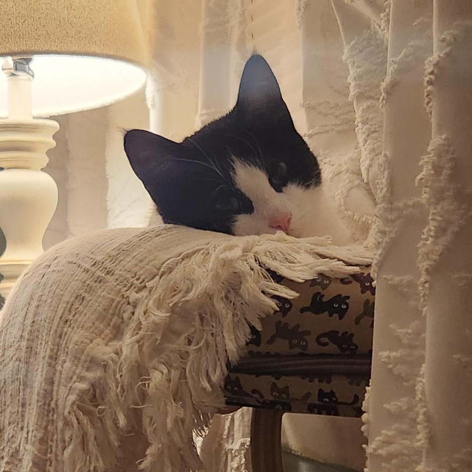 AMELIA, a Adoptable Tuxedo in Granby, CT image 2/3