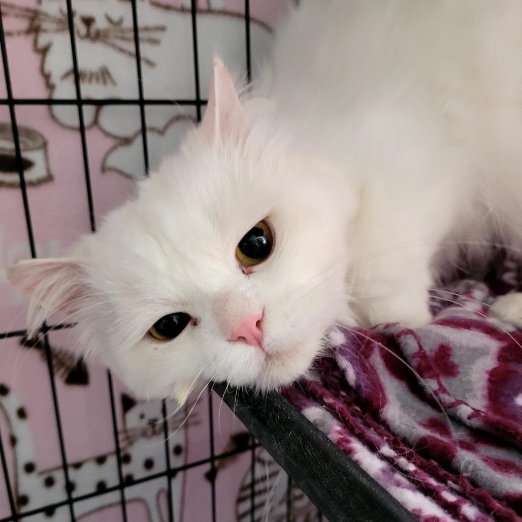 Salty, Adoptable, Adult Male Domestic Long Hair.