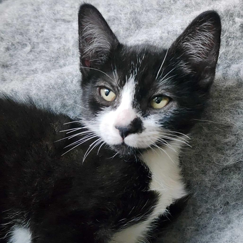 Kairos, Adoptable, Kitten Female Domestic Short Hair.