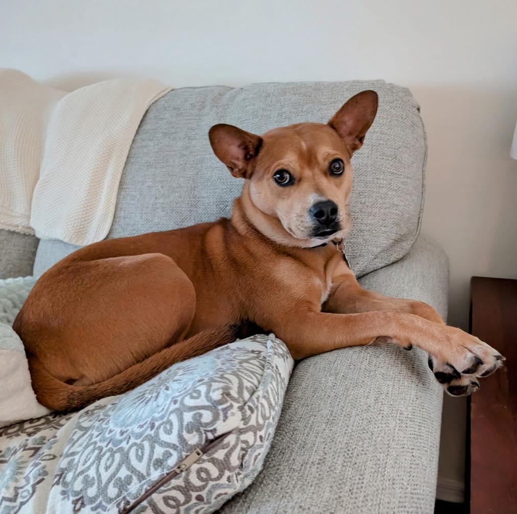 Enlarge Lucy, a ADOPTABLE mixed breed in Shermans Dale, PA image 3/6