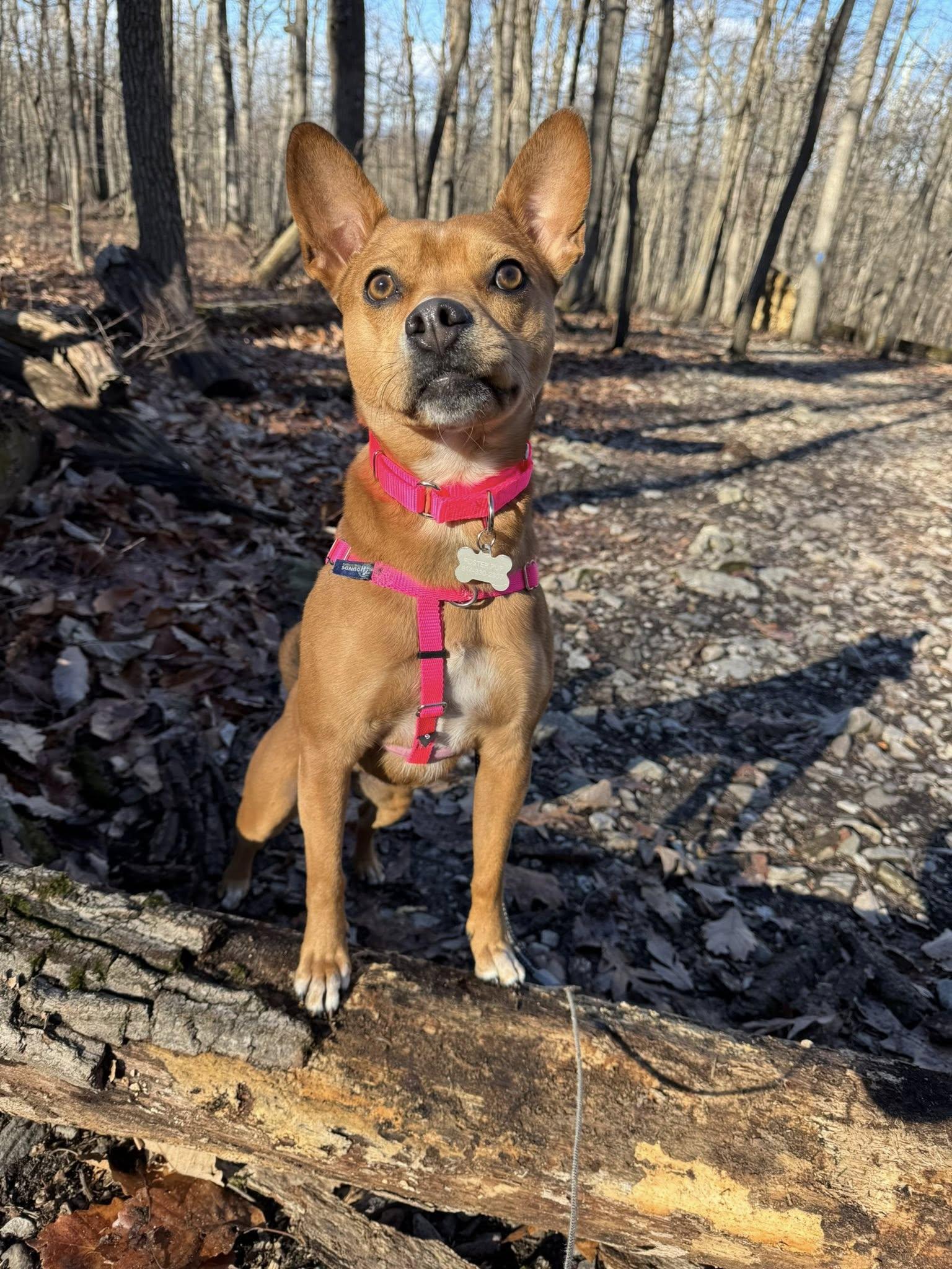 Enlarge Lucy, a ADOPTABLE mixed breed in Shermans Dale, PA image 6/6