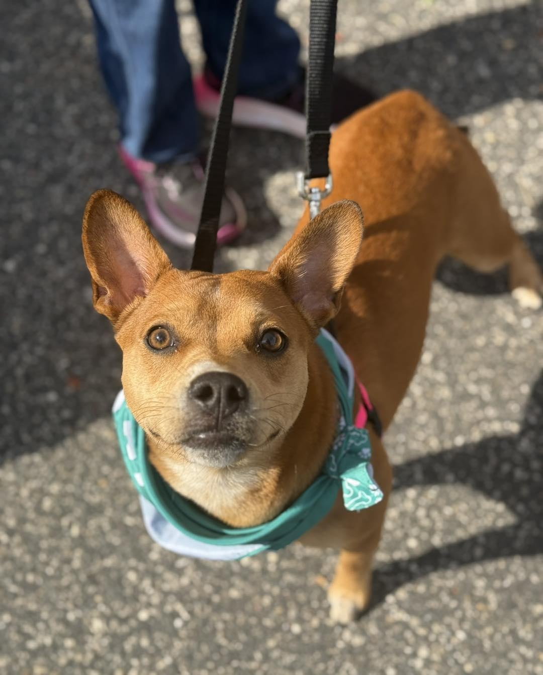 Enlarge Lucy, a ADOPTABLE mixed breed in Shermans Dale, PA image 4/6