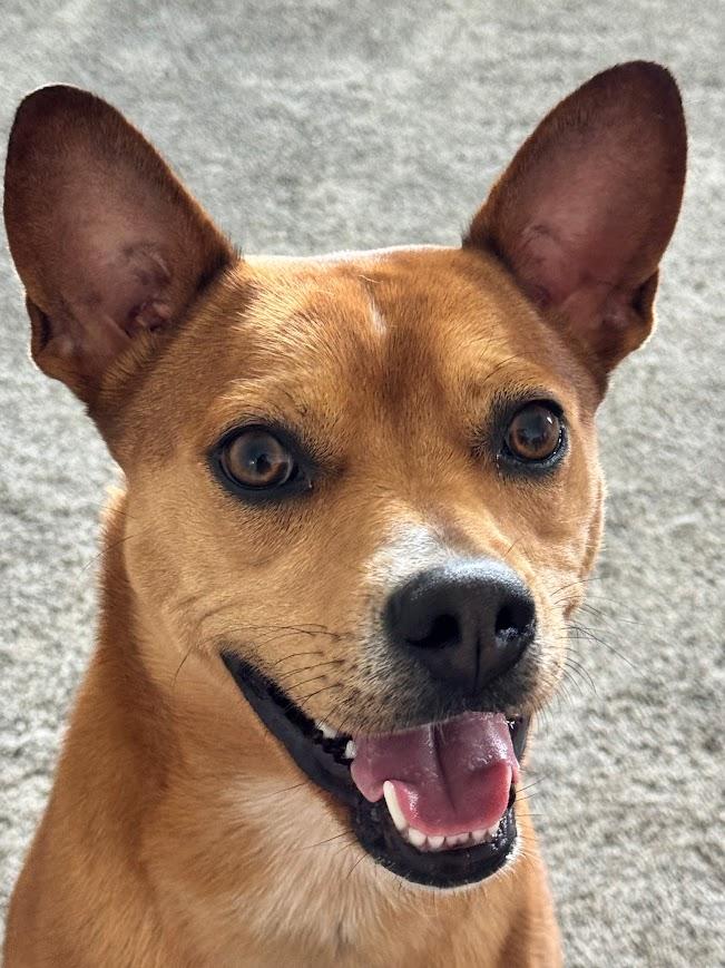 Lucy, ADOPTABLE, Adult Female Australian Cattle Dog / Blue Heeler & Boston Terrier.