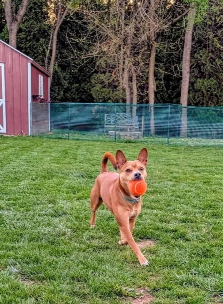 Enlarge Lucy, a ADOPTABLE mixed breed in Shermans Dale, PA image 5/6