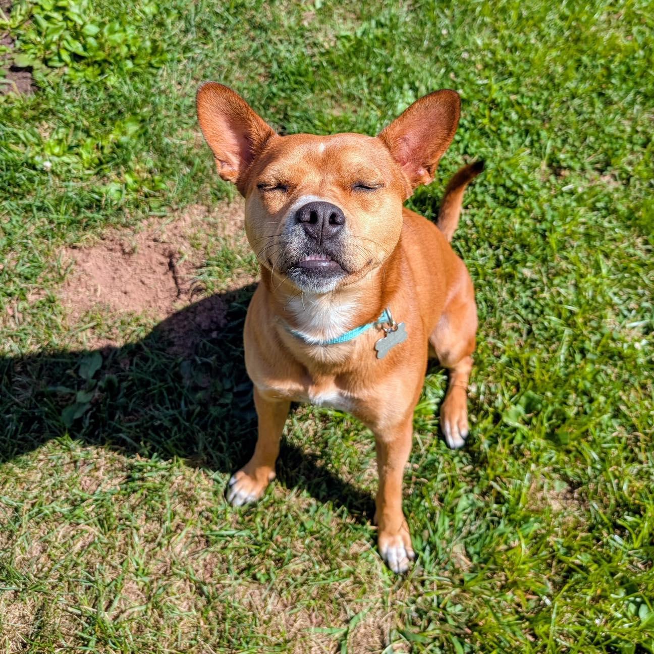 Enlarge Lucy, a ADOPTABLE mixed breed in Shermans Dale, PA image 2/6