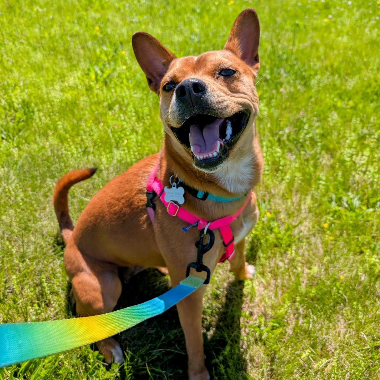 Lucy, ADOPTABLE, Adult Female Australian Cattle Dog / Blue Heeler & Boston Terrier.