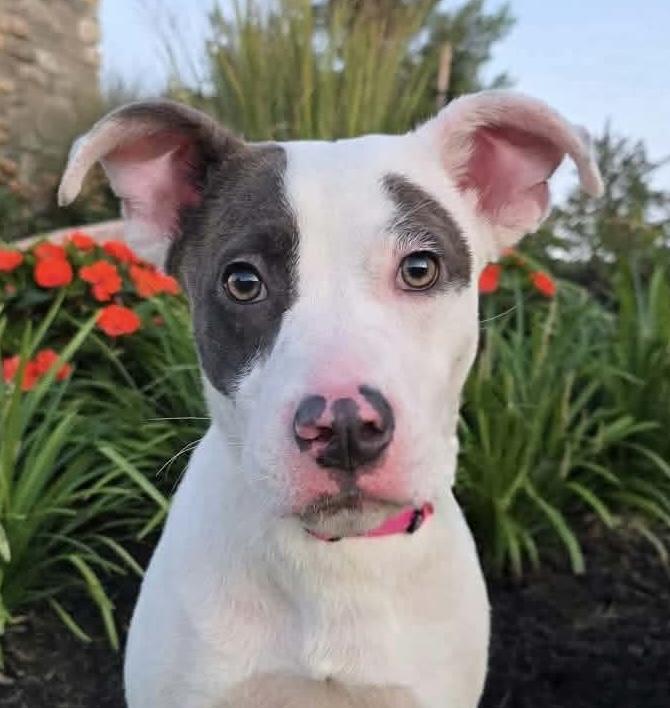 Enlarge Talulah, a Adopted mixed breed in Georgetown, KY image 3/6