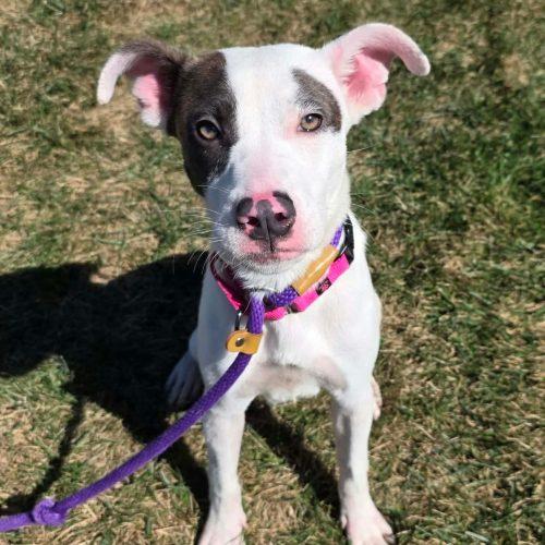 Enlarge Talulah, a Adopted mixed breed in Georgetown, KY image 4/6