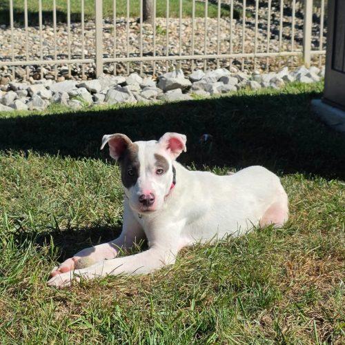 Enlarge Talulah, a Adopted mixed breed in Georgetown, KY image 5/6