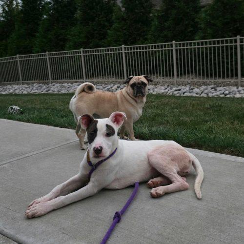 Enlarge Talulah, a Adopted mixed breed in Georgetown, KY image 6/6