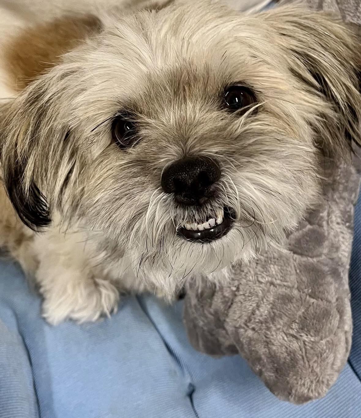 Enlarge Cherry Pie, a Adoptable mixed breed in Pasadena, CA image 5/5