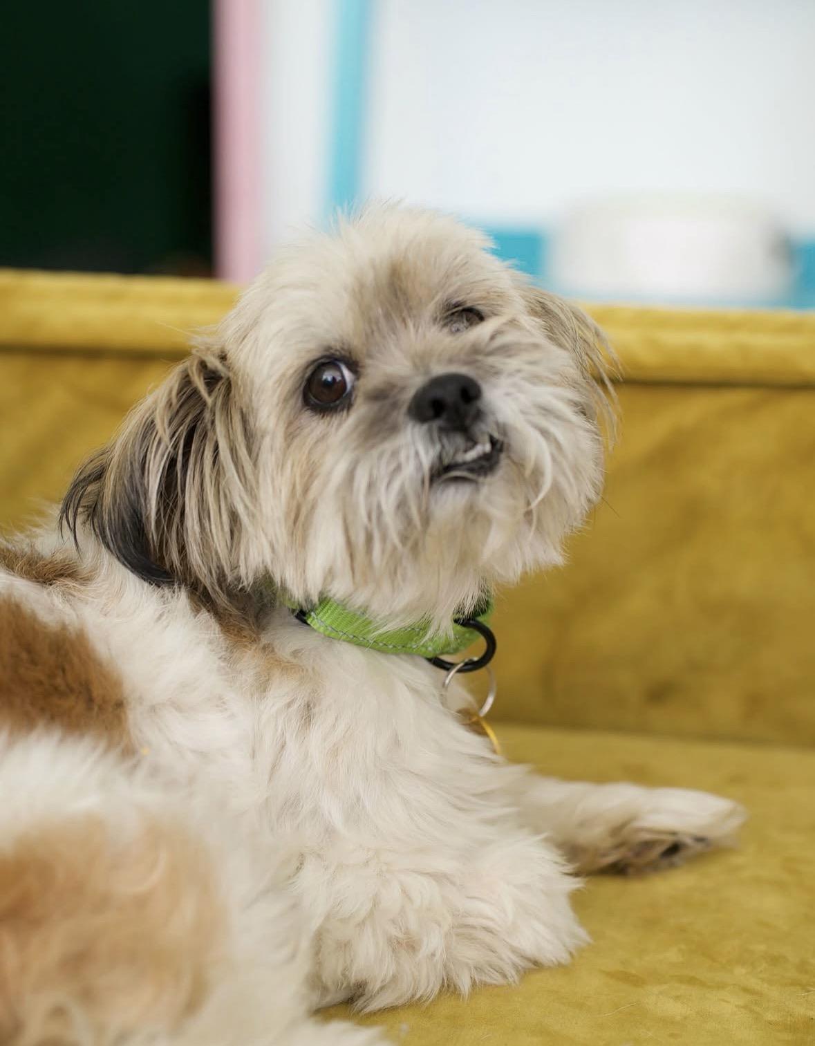 Enlarge Cherry Pie, a Adoptable mixed breed in Pasadena, CA image 3/5
