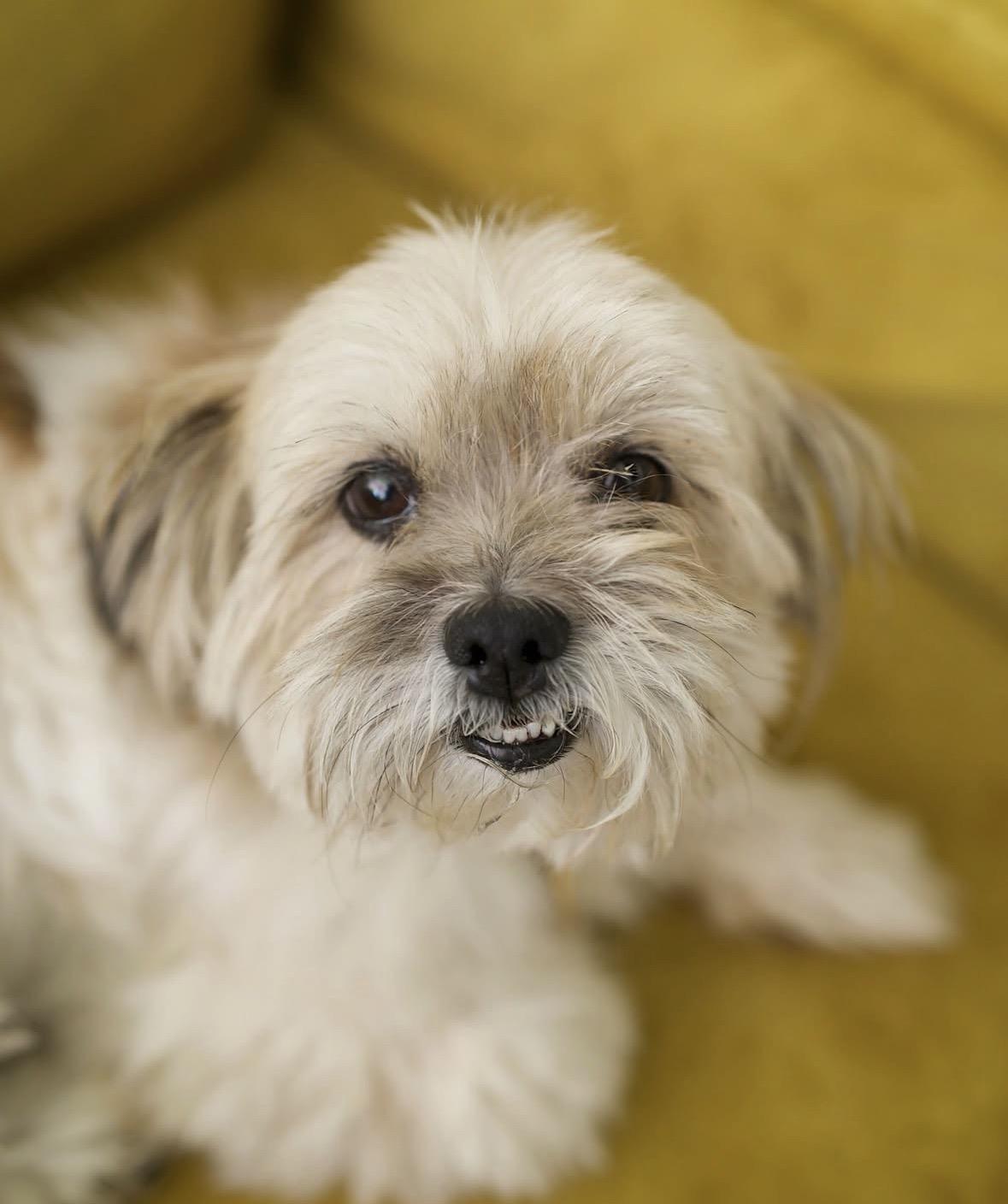 Enlarge Cherry Pie, a Adoptable mixed breed in Pasadena, CA image 4/5