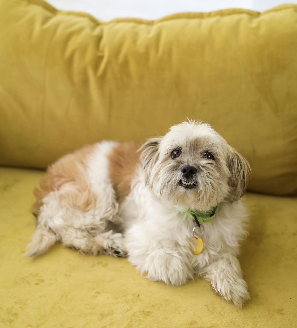 Enlarge Cherry Pie, a Adoptable mixed breed in Pasadena, CA image 1/5