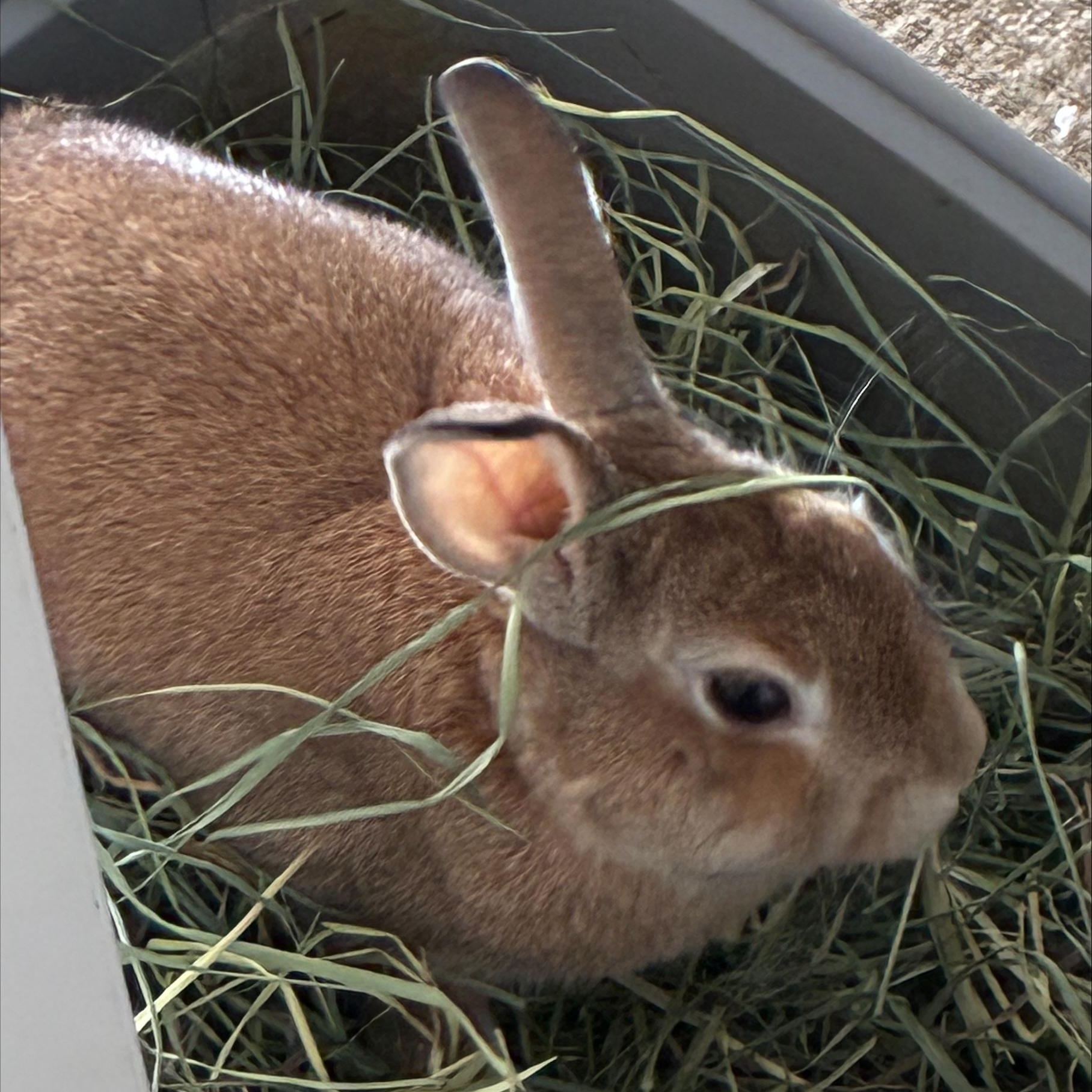 Enlarge Creme, a ADOPTABLE Bunny Rabbit in Cambridge, ON image 2/2