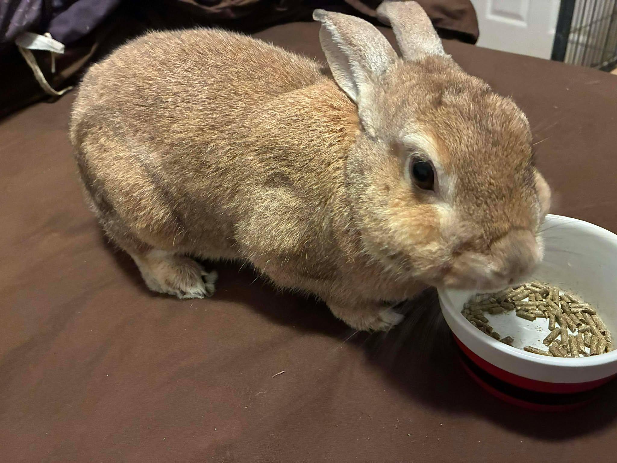 Creme, ADOPTABLE, Adult Male Bunny Rabbit.