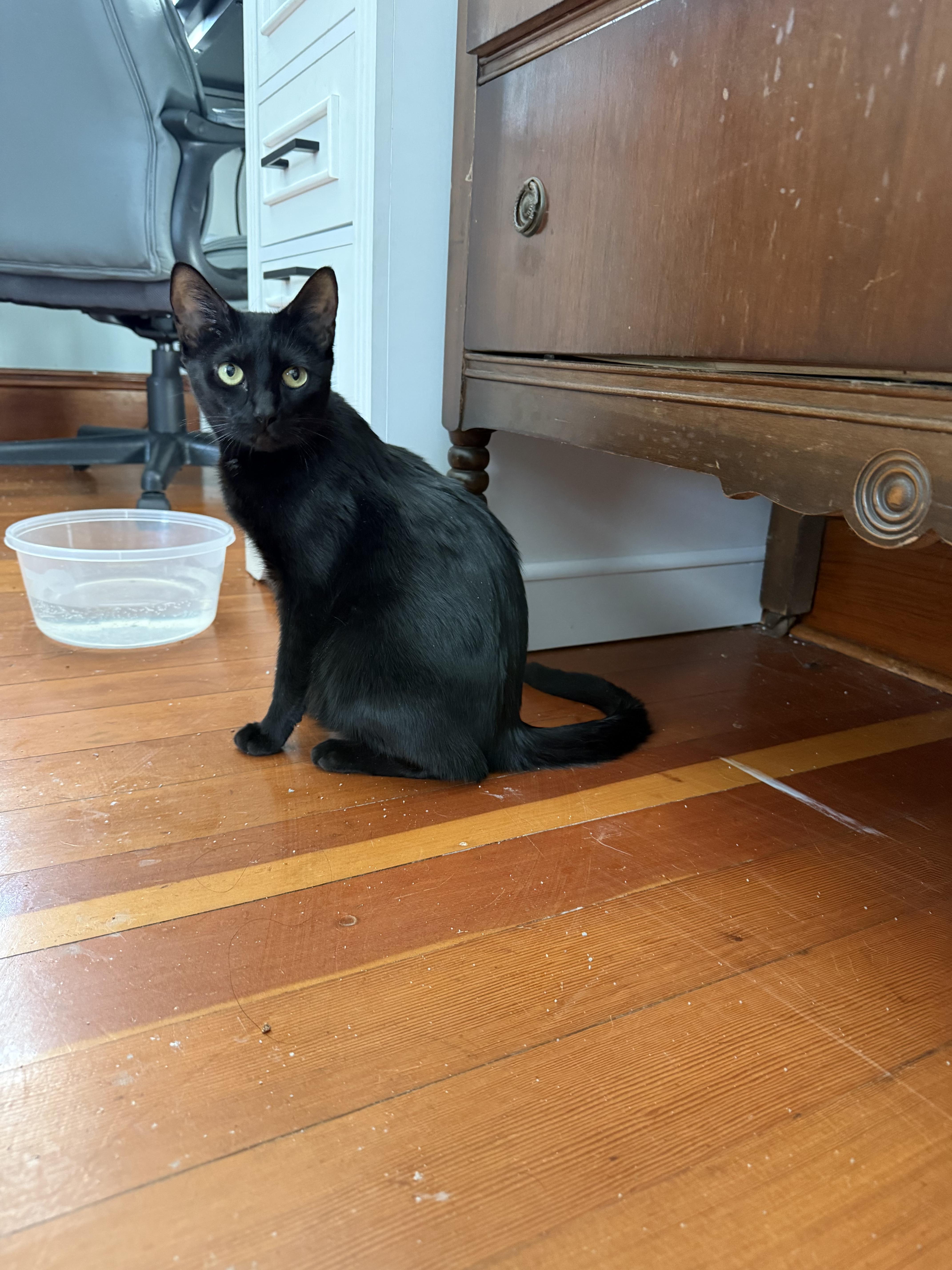 Enlarge Luna, a ADOPTABLE Domestic Short Hair in Canton, MA image 2/2