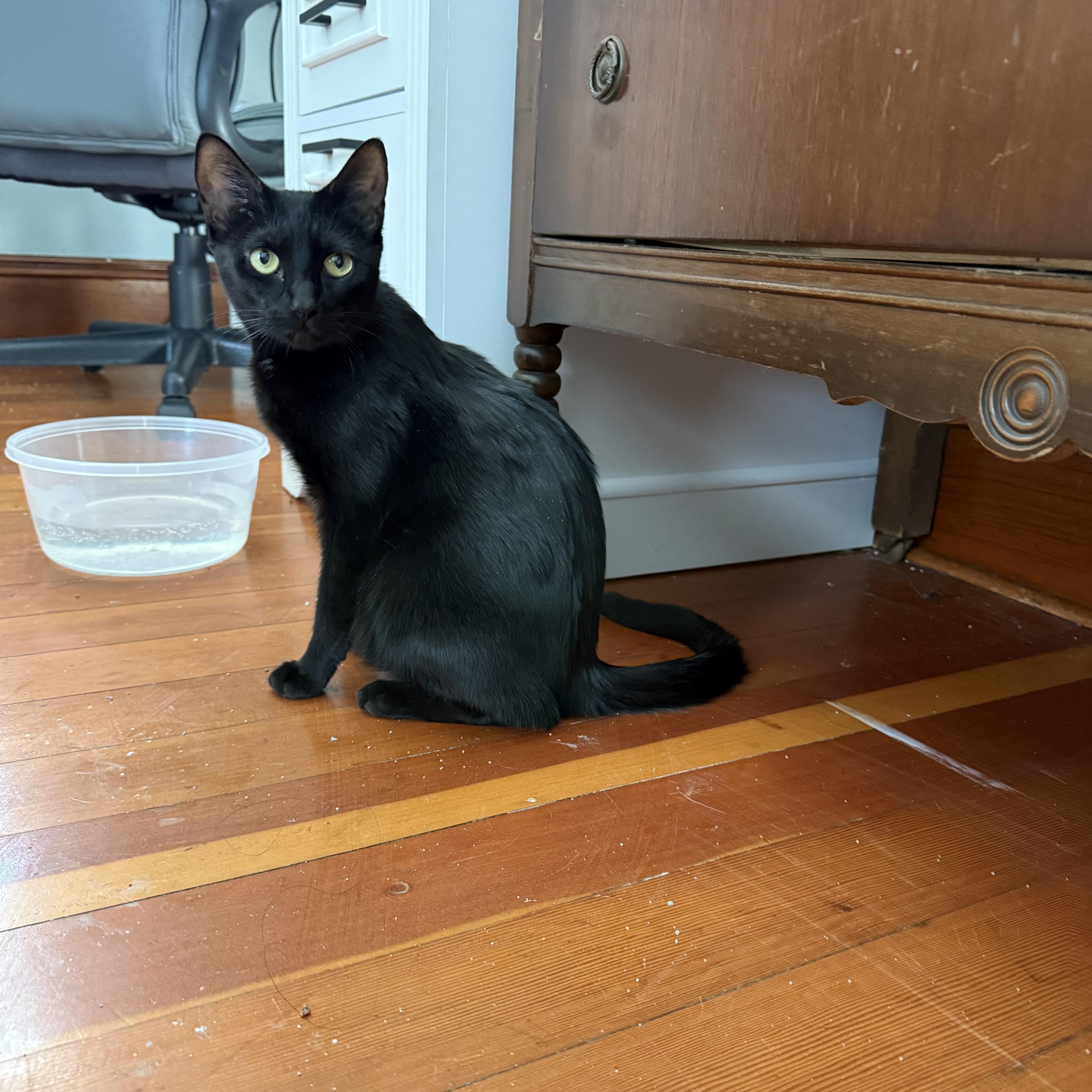 Luna, ADOPTABLE, Young Female Domestic Short Hair.