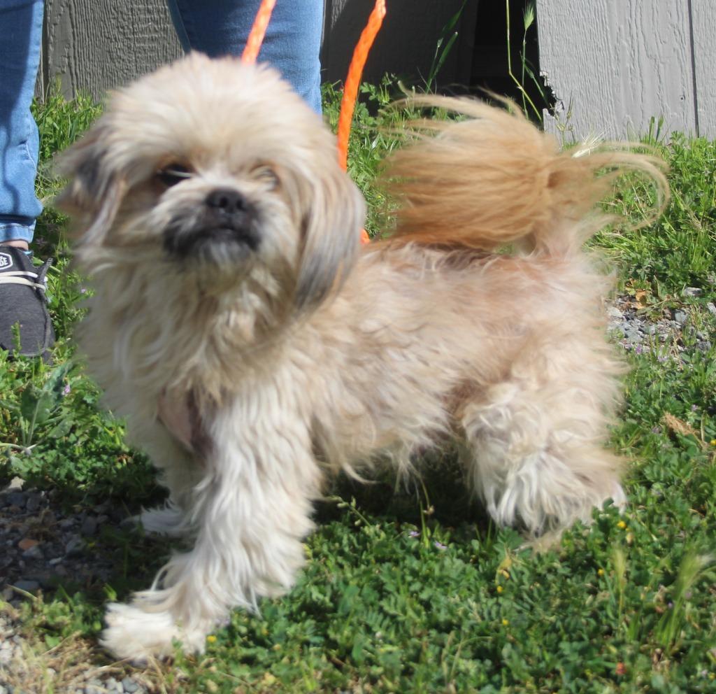 Enlarge Benny, a Adoptable mixed breed in Vacaville, CA image 1/1