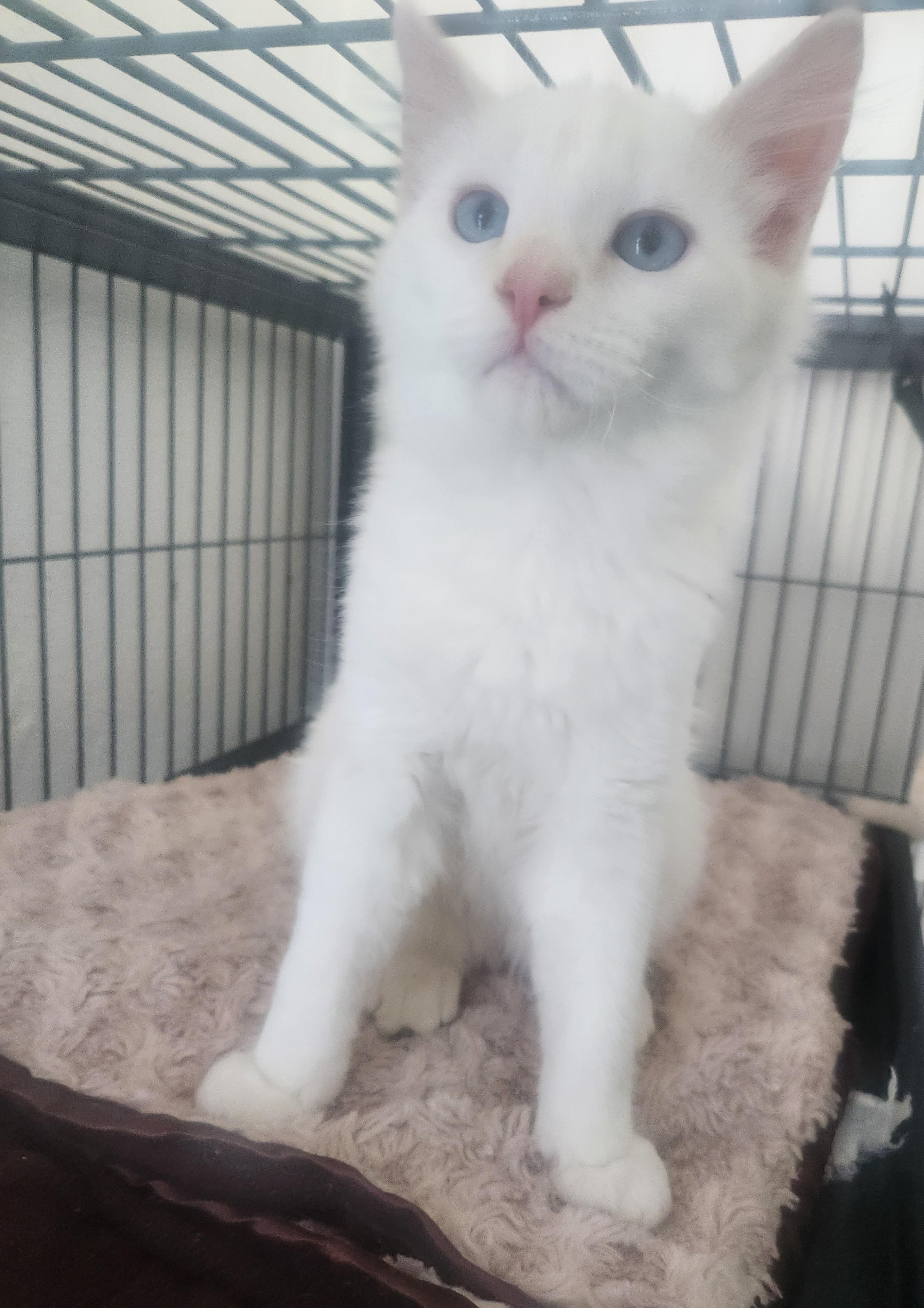 Glacier, a Adoptable Siamese in Yarnell, AZ image 1/4