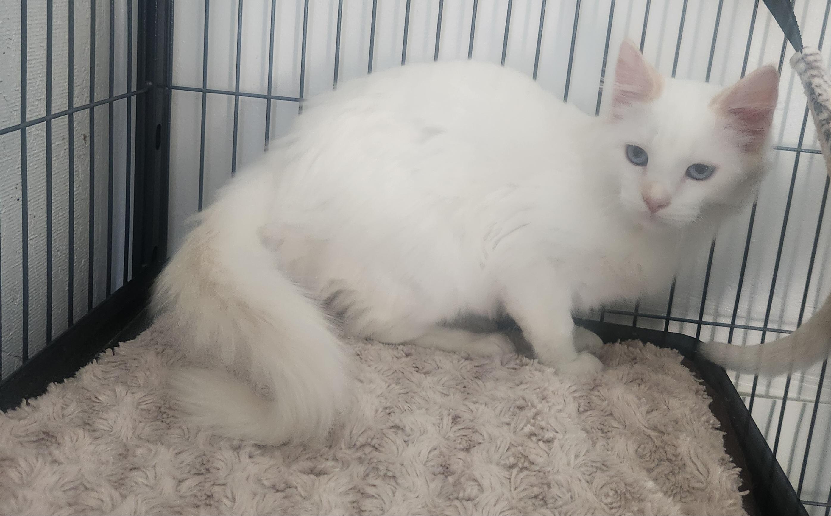 Glacier, a Adoptable Siamese in Yarnell, AZ image 2/4