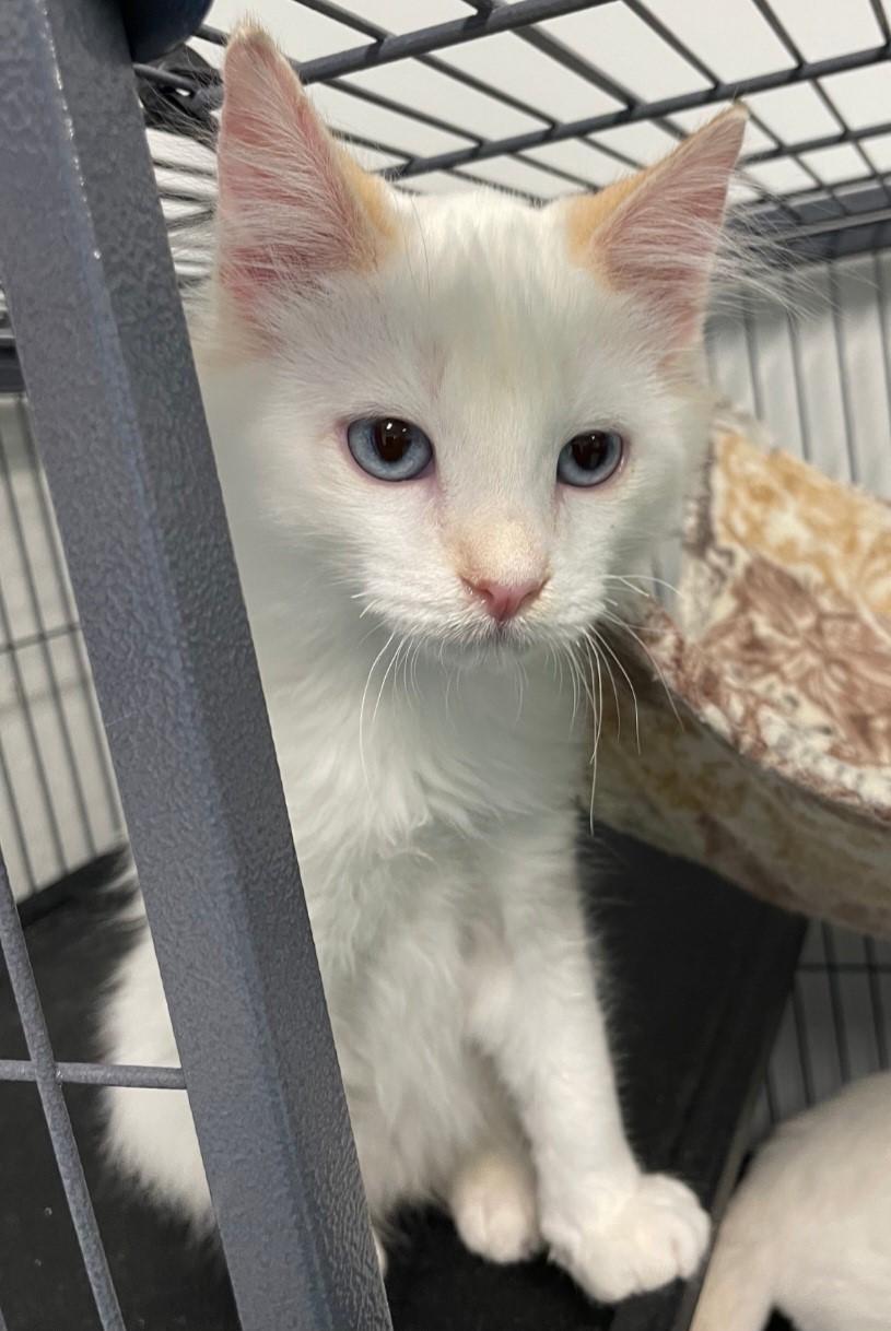 Glacier, Adoptable, Young Male Siamese.