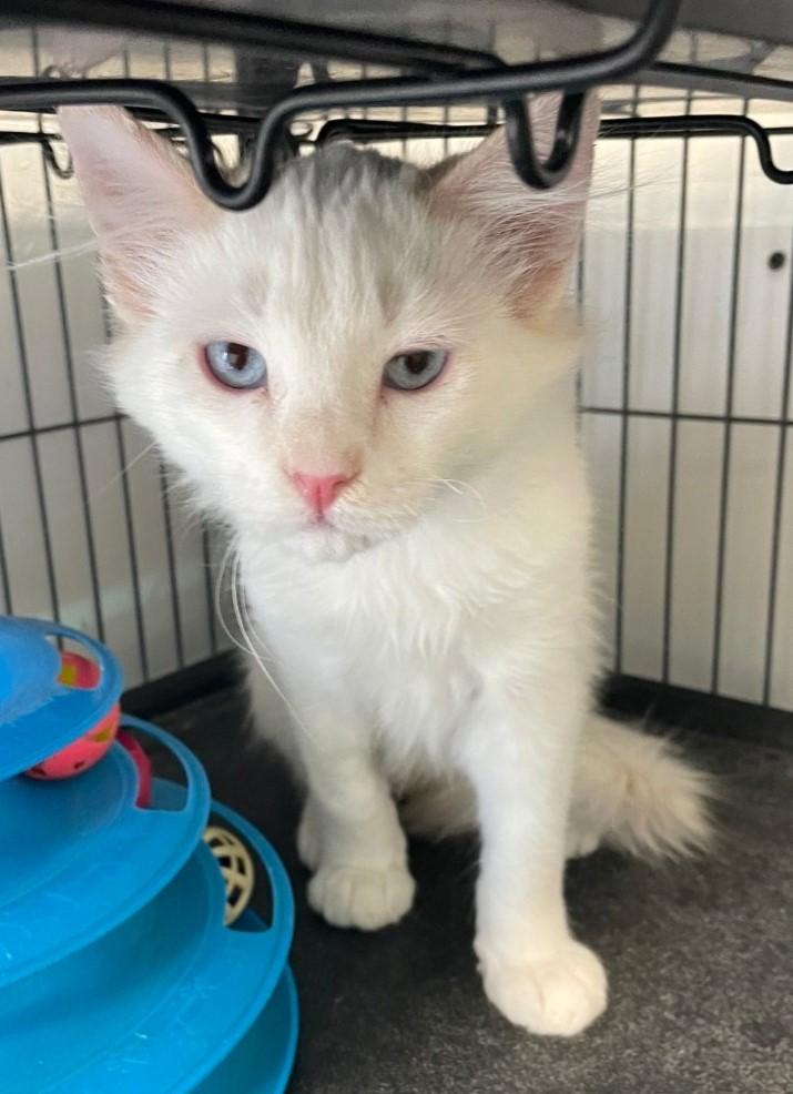 Glacier, a Adoptable Siamese in Yarnell, AZ image 4/4