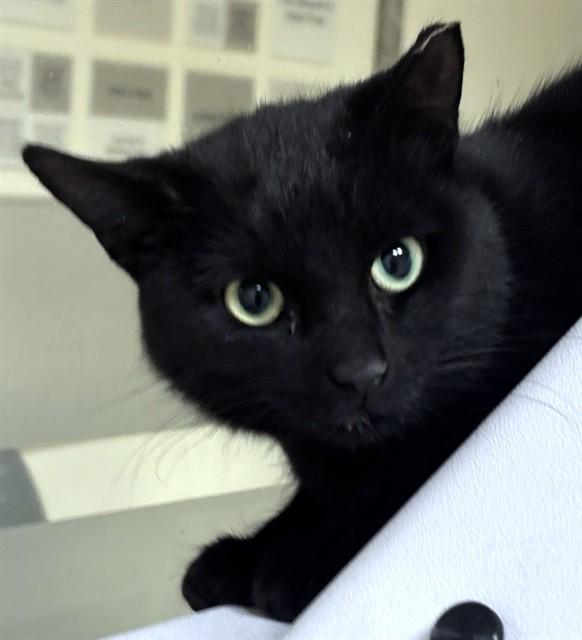 POLLY POCKET, Adoptable, Young Female Domestic Short Hair.