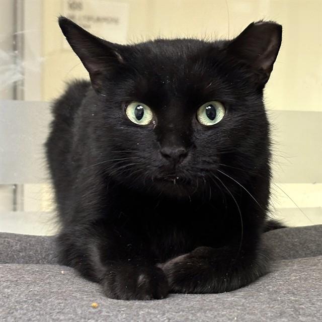 POLLY POCKET, Adoptable, Young Female Domestic Short Hair.