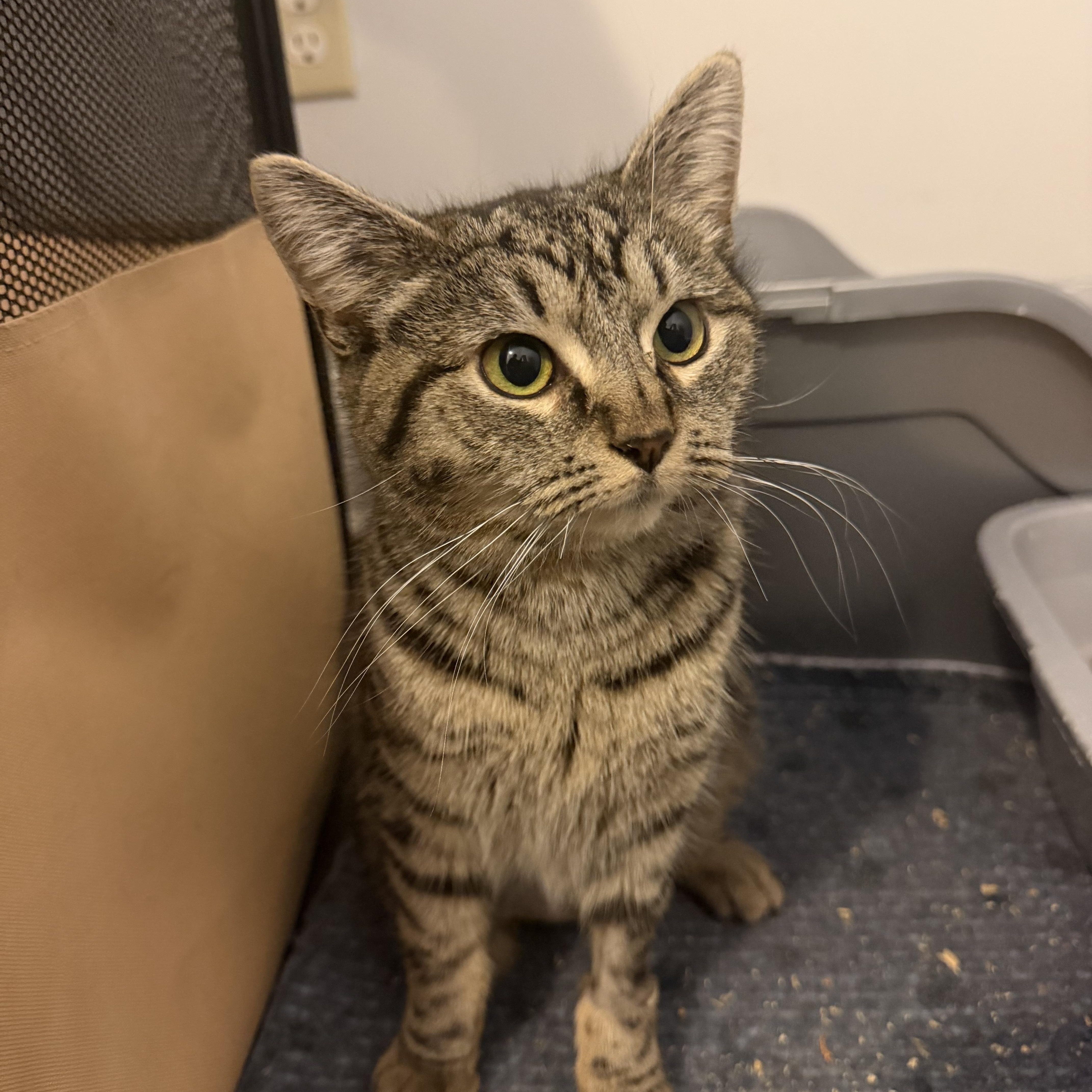 MUNCHKIN, Adoptable, Kitten Female Domestic Short Hair.