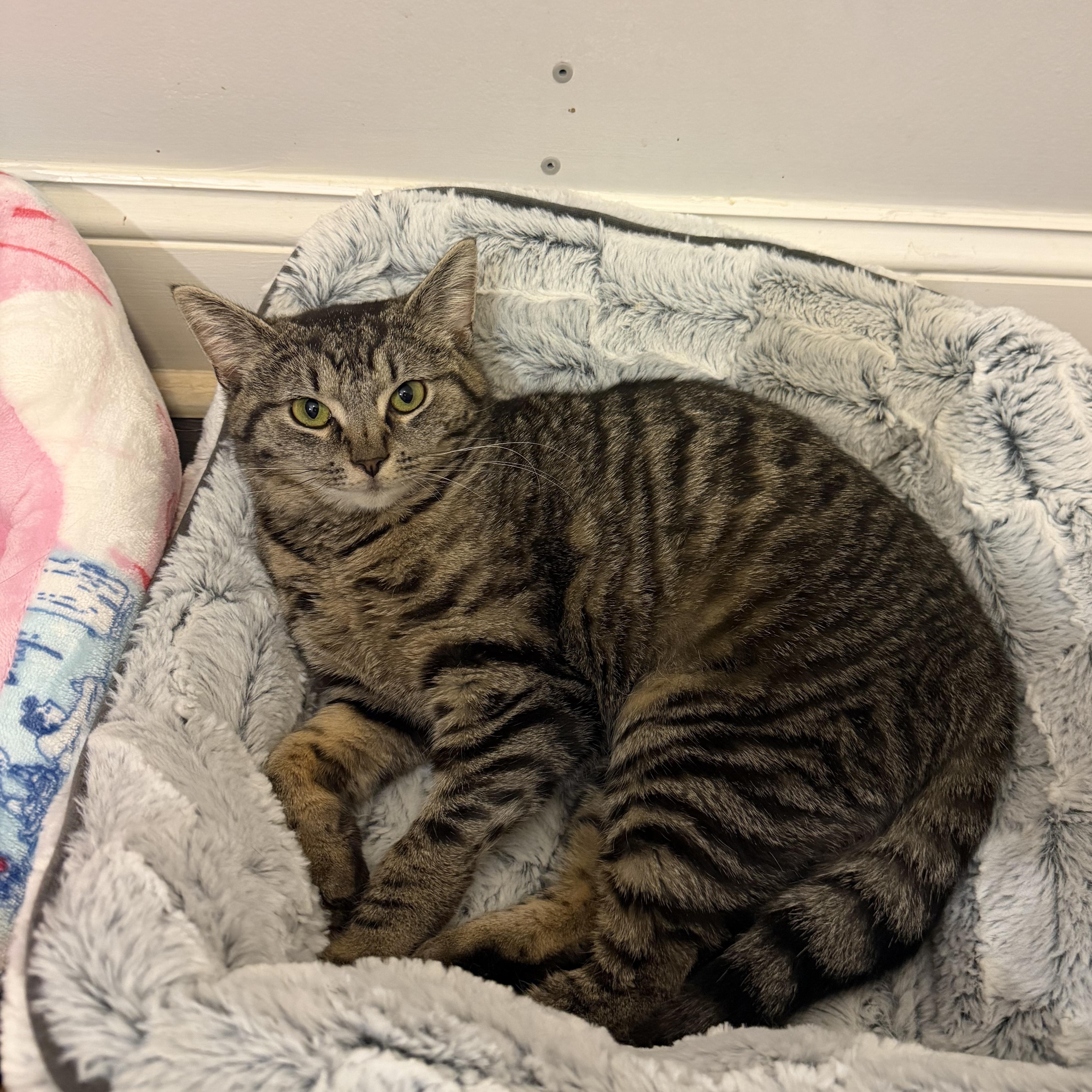 MUNCHKIN, Adoptable, Kitten Female Domestic Short Hair.