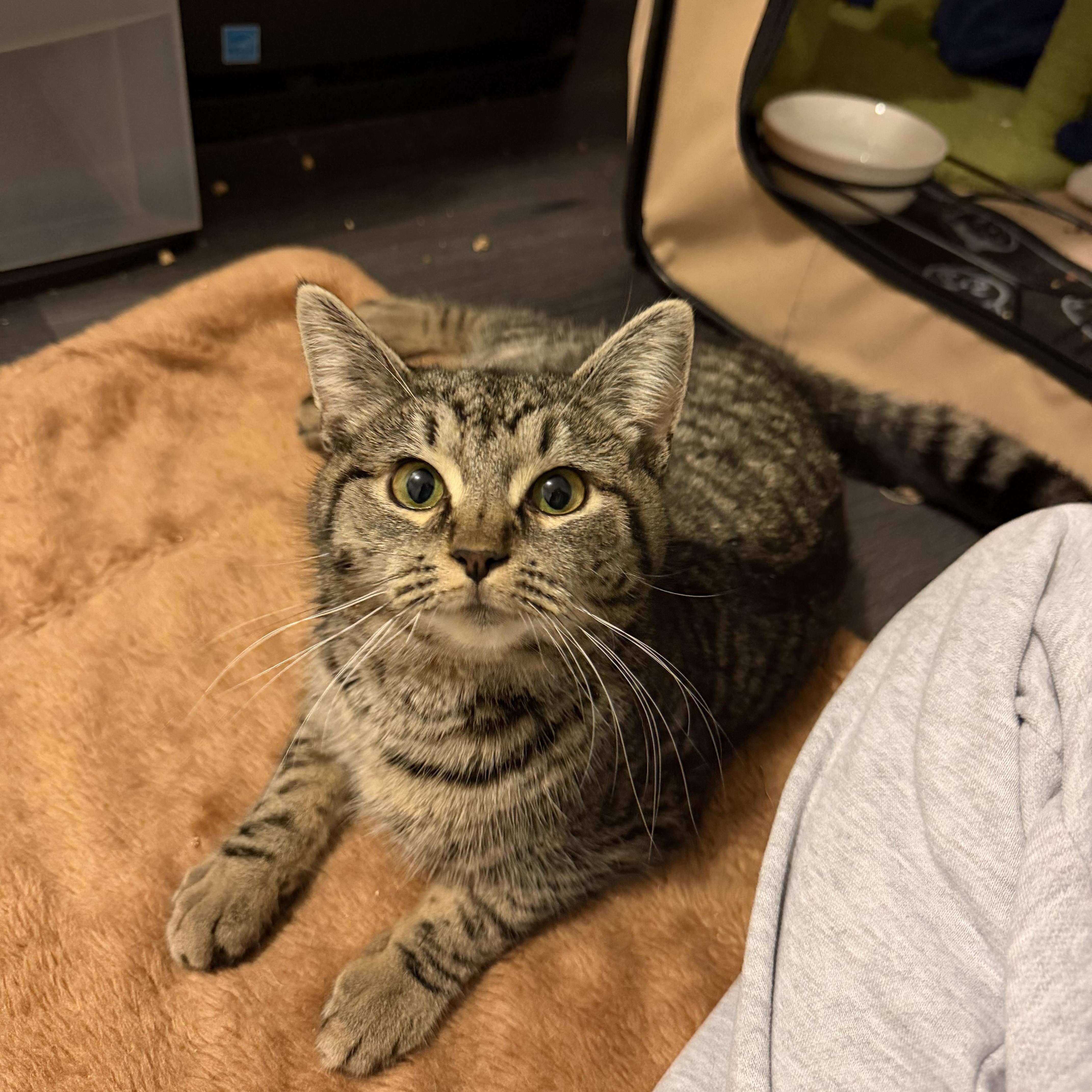 Enlarge MUNCHKIN, a Adoptable Domestic Short Hair in Hamilton, NJ image 3/6