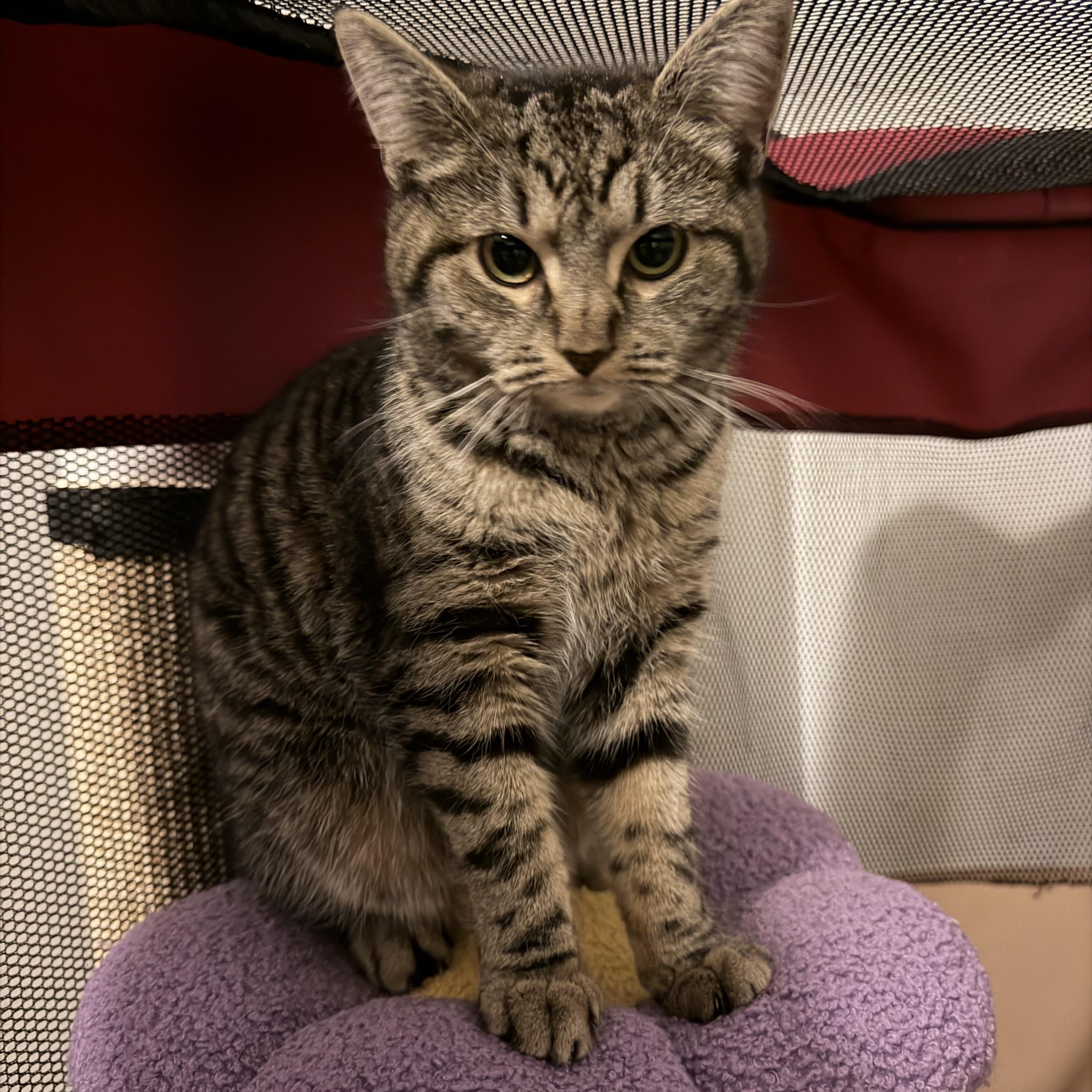 Enlarge MUNCHKIN, a Adoptable Domestic Short Hair in Hamilton, NJ image 4/6