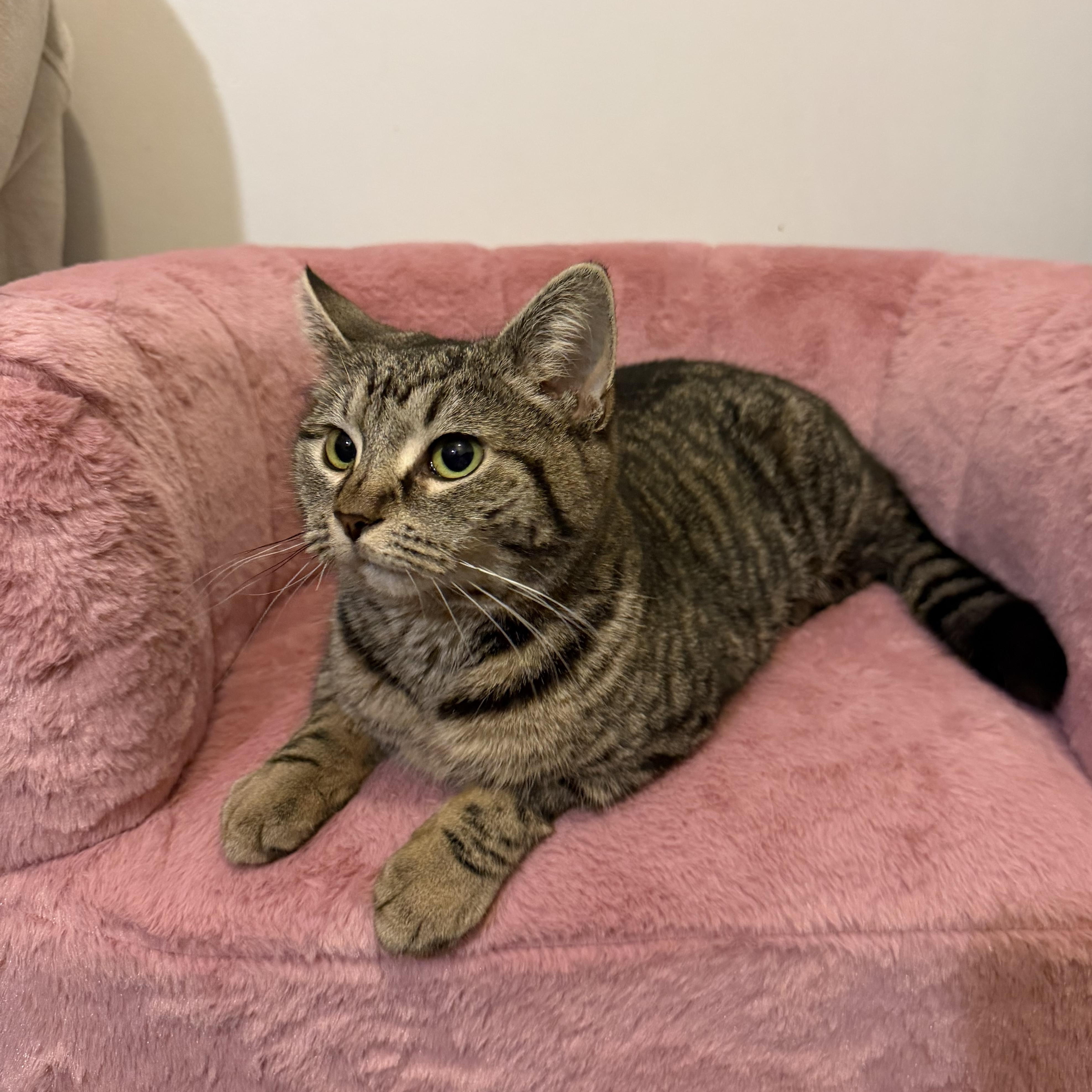 Enlarge MUNCHKIN, a Adoptable Domestic Short Hair in Hamilton, NJ image 2/6