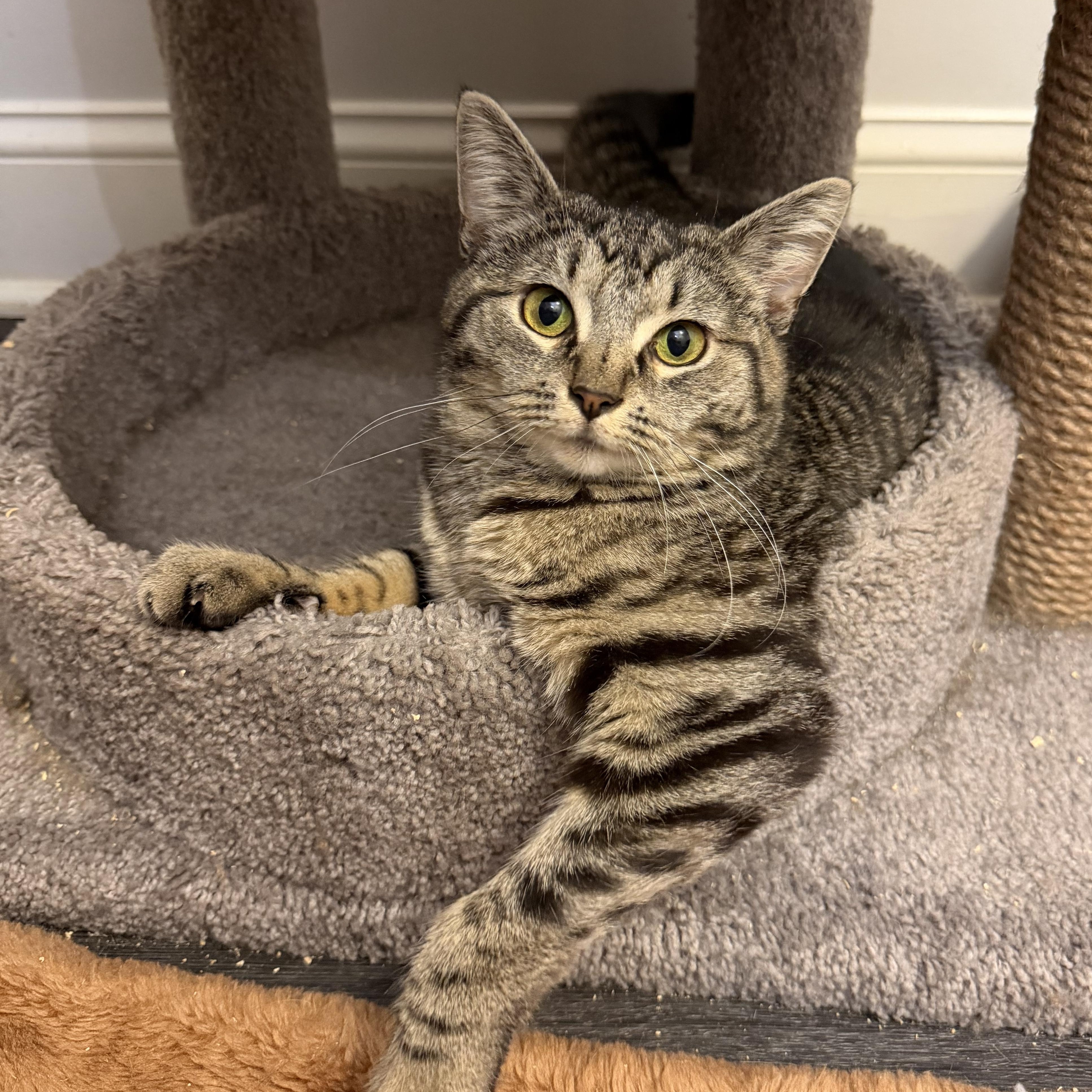 MUNCHKIN, a Adoptable Domestic Short Hair in Hamilton, NJ image 2/6