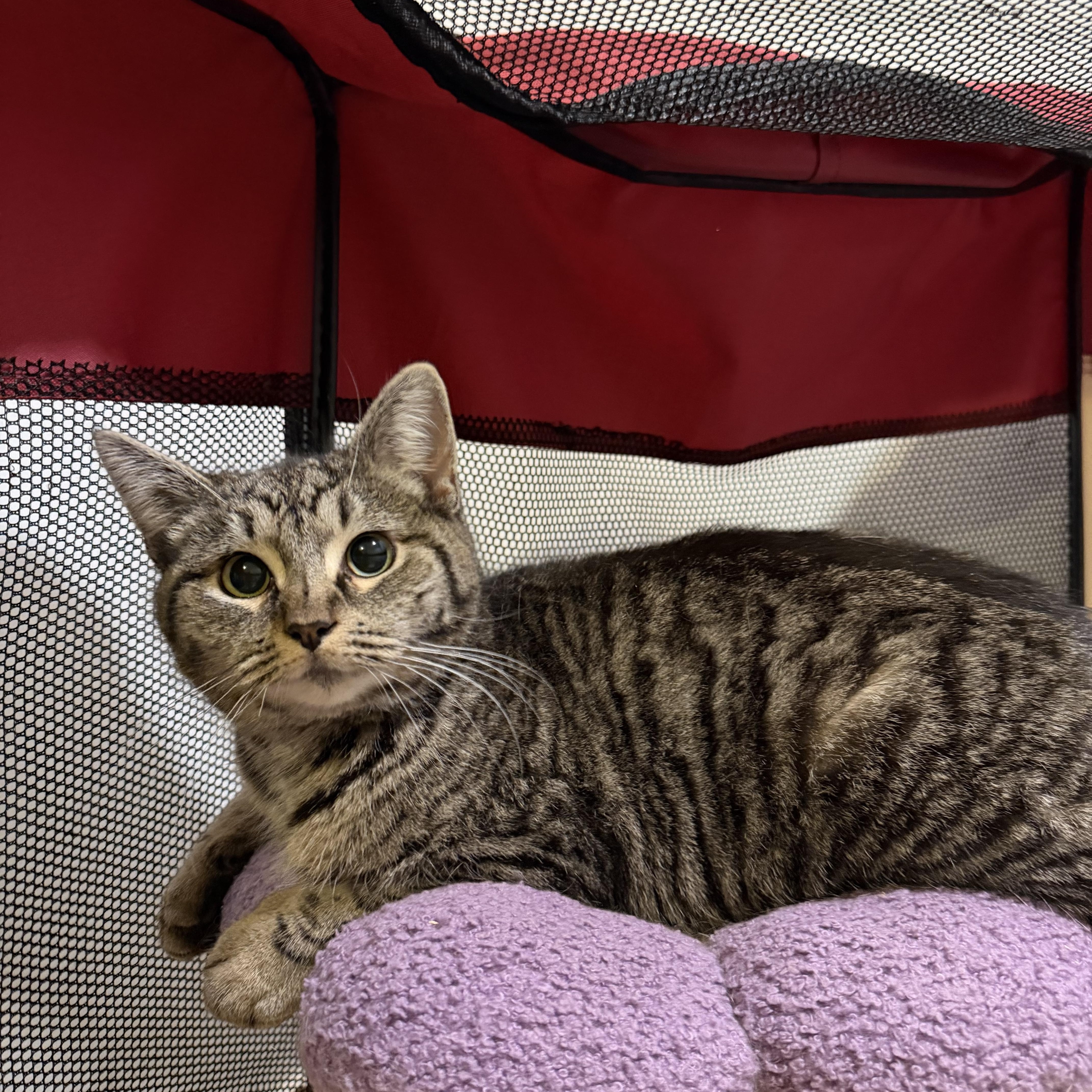 Enlarge MUNCHKIN, a Adoptable Domestic Short Hair in Hamilton, NJ image 6/6