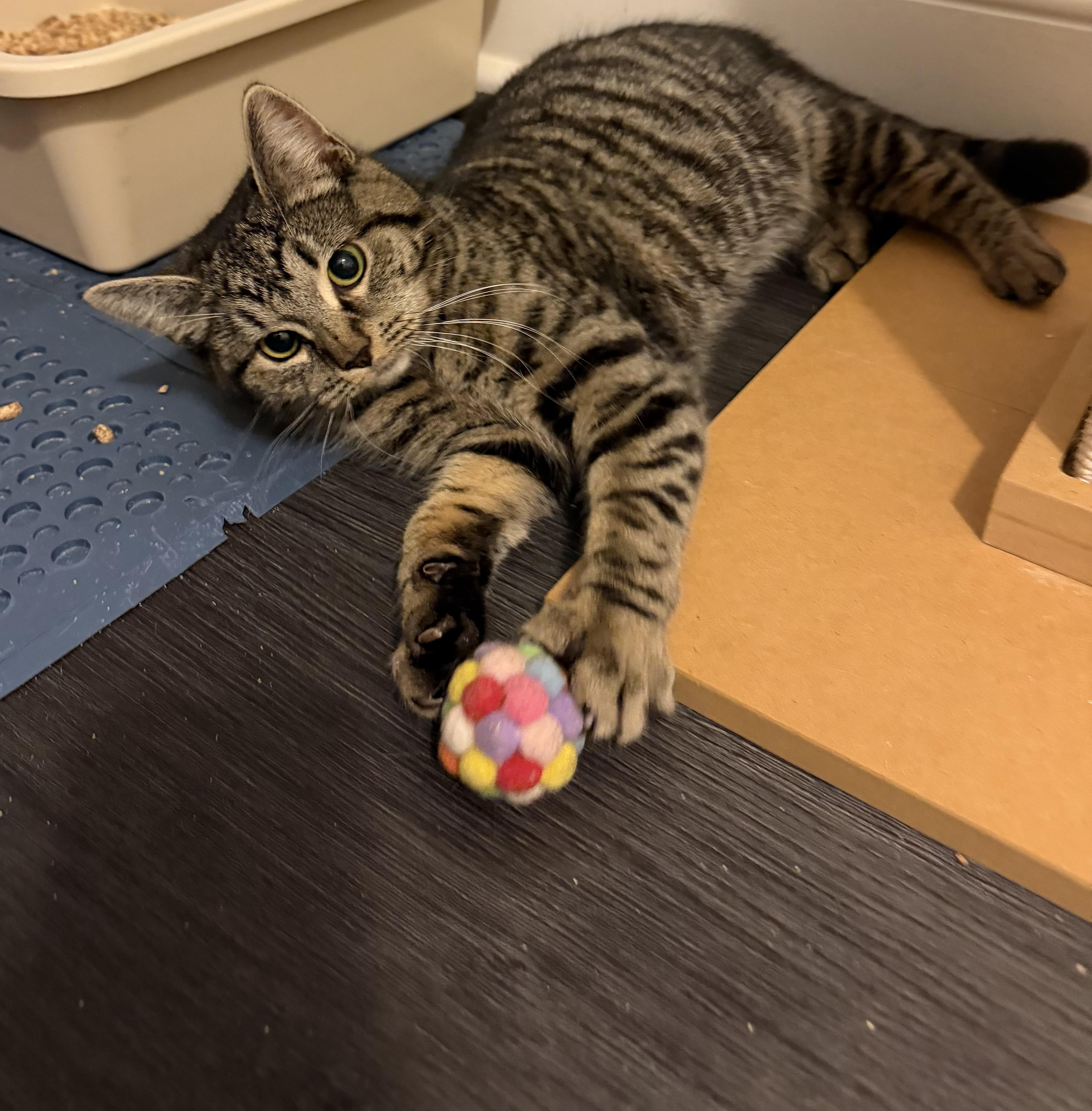 Enlarge MUNCHKIN, a Adoptable Domestic Short Hair in Hamilton, NJ image 5/6